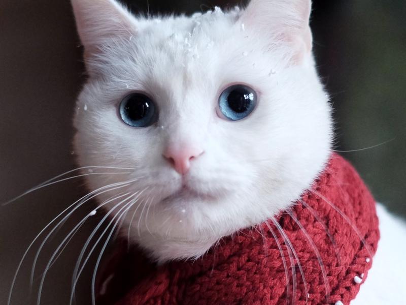 猫猫不吃东西怎么办?找到原因才好解决