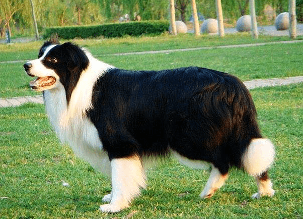 边境牧羊犬厉害吗?这些方面真的很厉害
