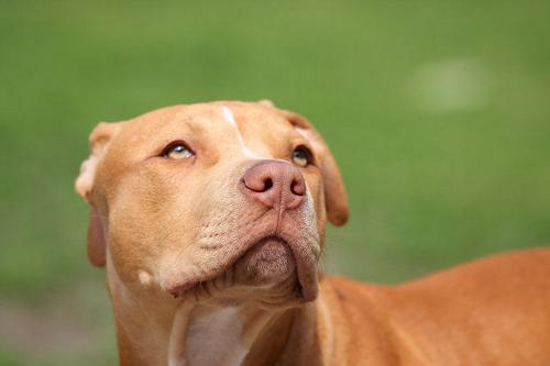 比特犬怎么看纯不纯?分辨比特纯种的方法