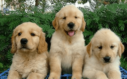 金毛掉毛厉害怎么办?小编给你来支招