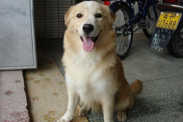 边境牧羊犬和金毛对比,由外至内全面对比下