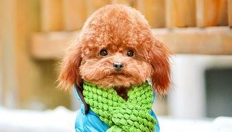 贵宾犬训练教程，最基本的看看这些