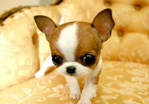 吉娃娃掉毛厉害怎么办？找到原因该用药就得用药