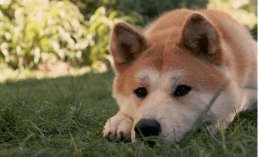 不能养秋田犬的理由,无法忍受这些毛病是主因