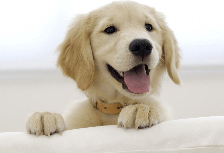 小狗一抽一抽的像打嗝，这种情况怎么办