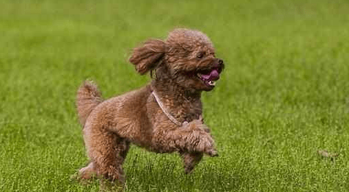 贵宾犬耳朵发炎怎么办？常见的做法是这样的