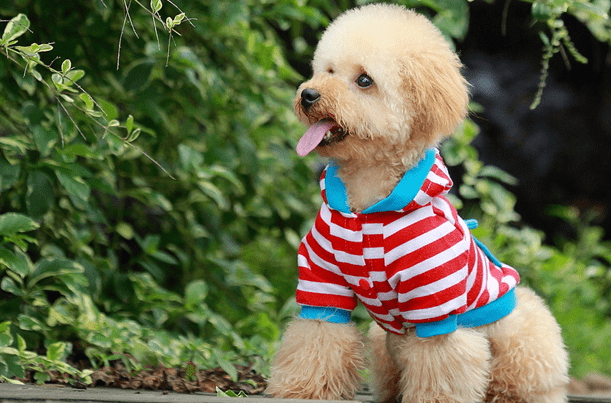 贵宾狗多少钱,不想被坑赶紧来看