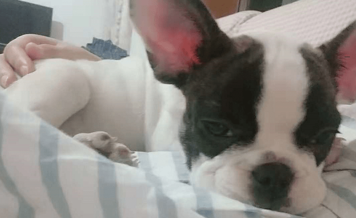 法国斗牛犬掉毛吗？请注意以下事项