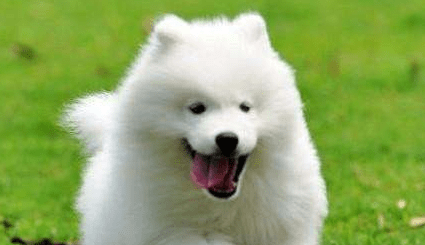 萨摩耶一顿吃多少,一不小心吃成“大胖子”