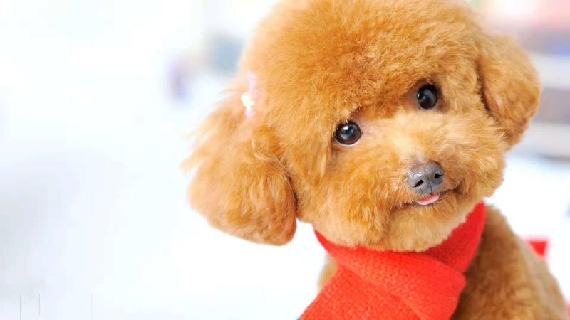 贵宾犬的训练方法,实用干货看过来