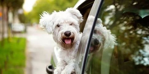 宠物怎么带回家,三大方法供你选择