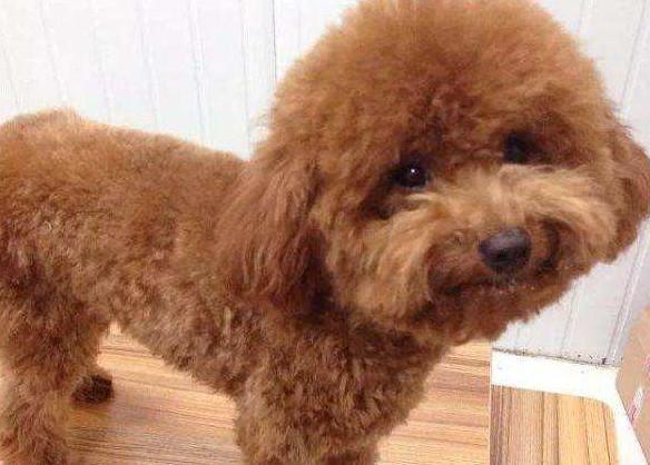 泰迪犬大小便训练,这些方法可以试试