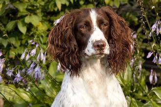 史宾格犬如何训练？  成功与否在此一举