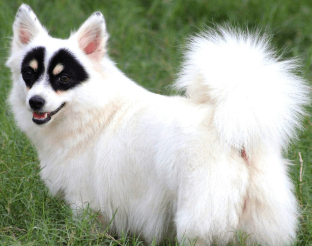 狗狗黑眼圈严重怎么办？有外在的原因也有内在的