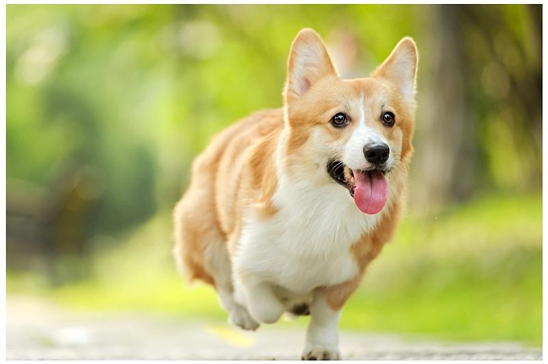 怎么挑选柯基犬?什么样的柯基犬最好
