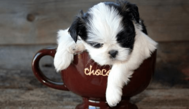 茶杯犬需要遛吗?是不是狗都要遛