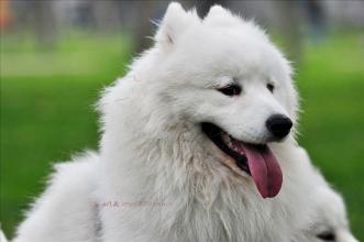 萨摩耶呜呜叫咋回事?不可轻视这些情况