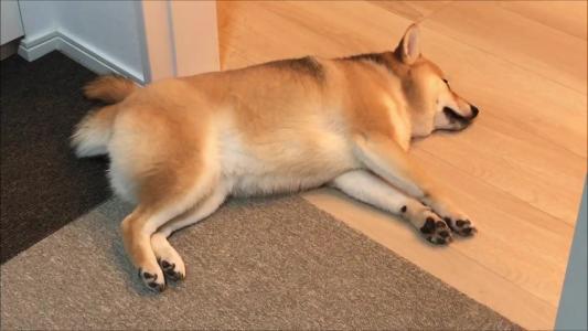 柴犬好还是秋田犬好?你的眼界决定了谁好