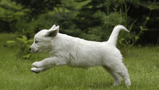 狗狗腿瘸了多久自愈？不爱狗狗才会这样做