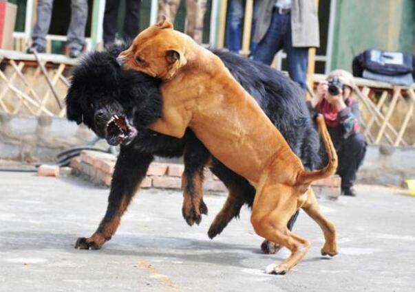 怎么训练比特犬?需要训练哪些方面