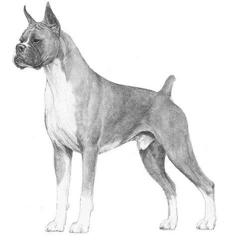 比特犬的训练方法,这些常识要记住