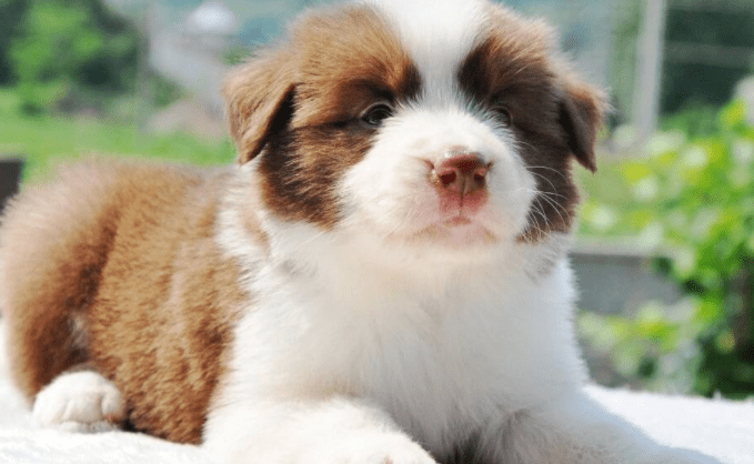 边境牧羊犬不吃东西怎么办？观察下是不是有这些情况