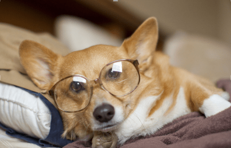 柯基犬在哪里买?擦亮眼睛看清楚咯