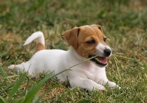 狗吃草是什么原因?这些原因你可能想不到