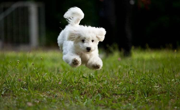 比熊幼犬怎么看纯不纯?观察这几处地方