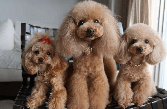 泰迪和贵宾犬一样吗?很多人都搞不太清楚