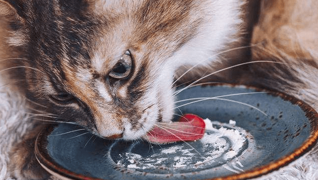 小猫多大可以吃猫粮？一般是这个时间段