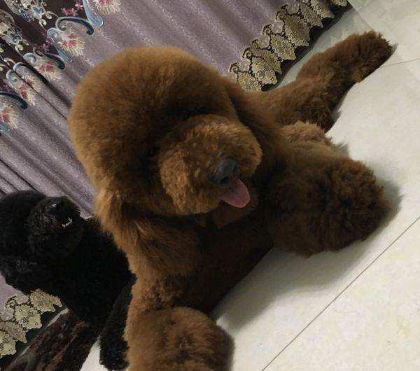 巨型贵宾犬小时候掉毛吗?主要还是看这些方面