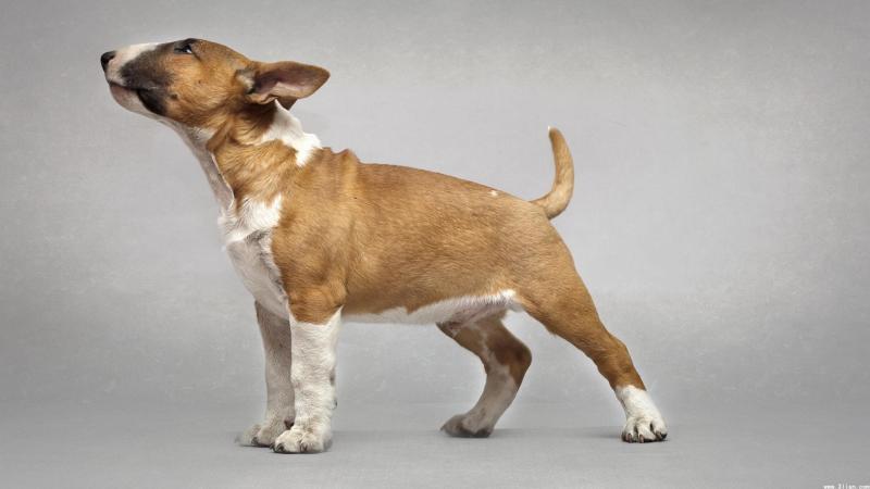 牛头梗好训练吗？来具体的解读下该犬