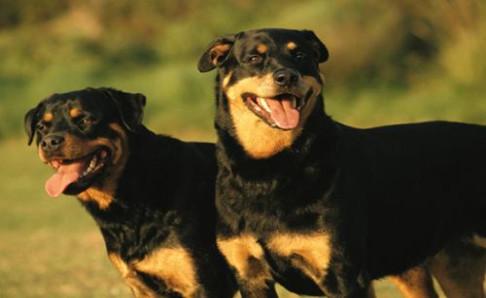 罗威纳犬十个不养理由,每一条都很充分