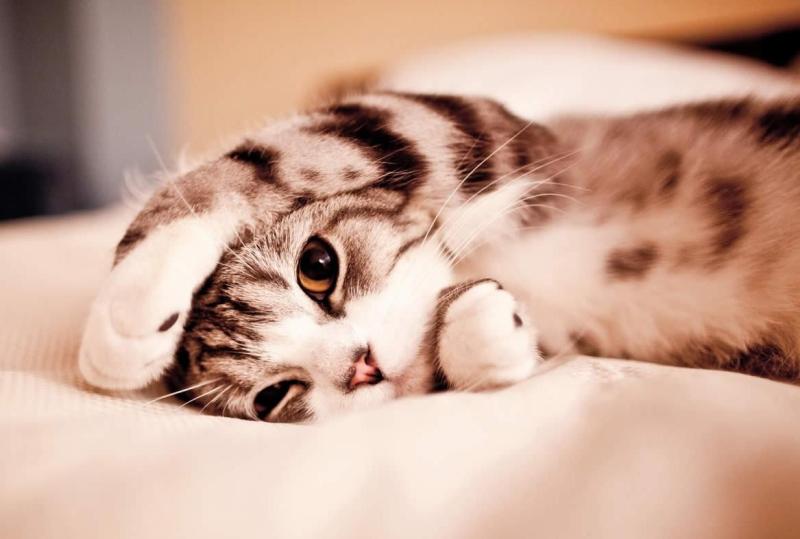 猫咪吃蛋黄有什么好处？其实没有什么特别的好处