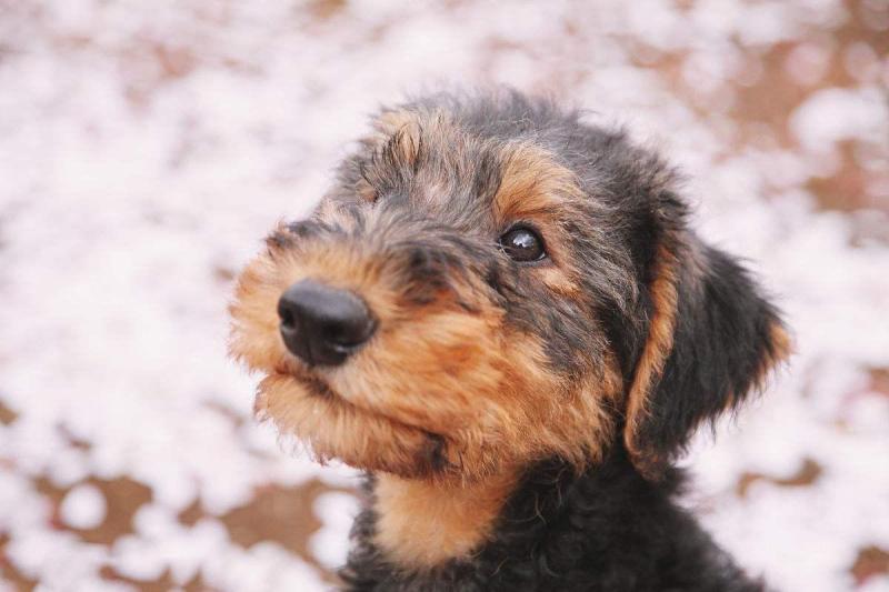 狗狗拉肚子怎么引起的？无外乎就是这几点