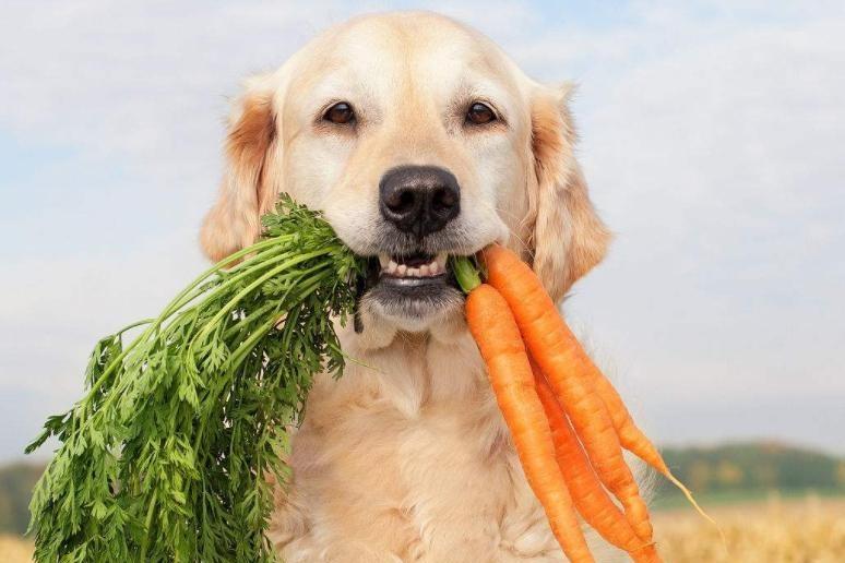 金毛犬不吃东西怎么办？先自己排查一下原因