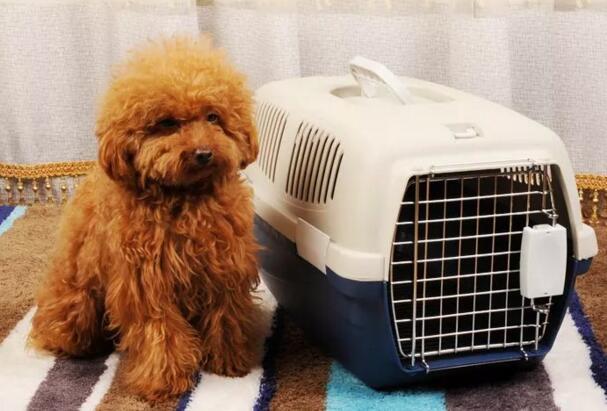 狗狗如何托运，把一些细节处理好就差不多了