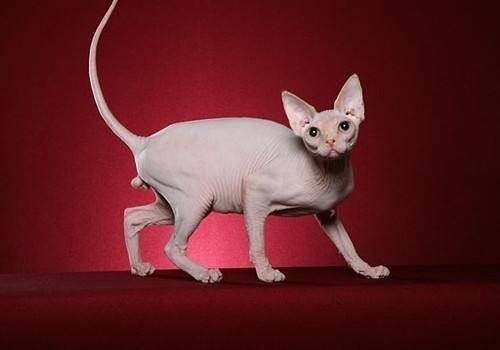 什么猫好养而且不贵,田园猫定不缺席