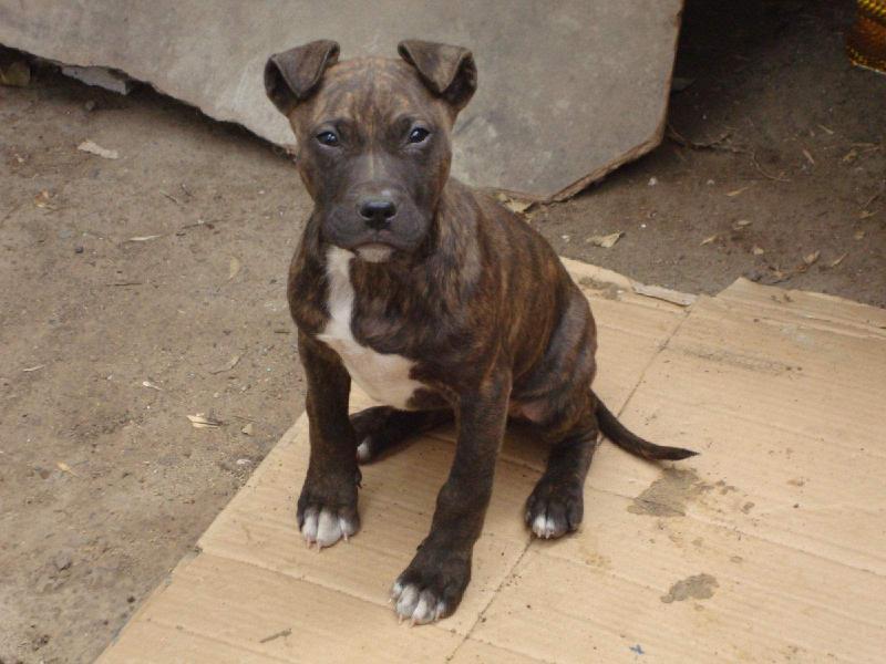 比特犬训练方法，越是猛犬越要严厉