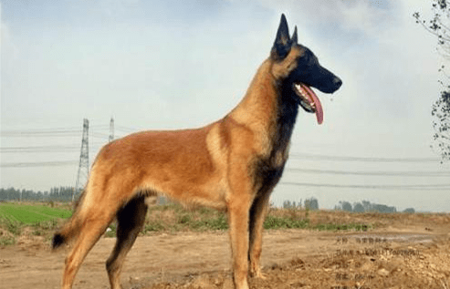 马犬吃什么食物?好的马犬不挑食的