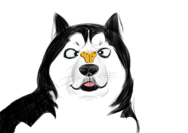 阿拉斯加犬和哈士奇的区别,你分得清吗?