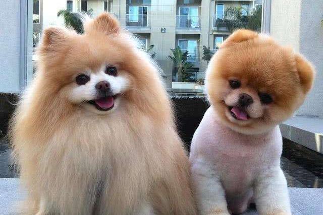 博美流产了怎么办？后续的护理很重要