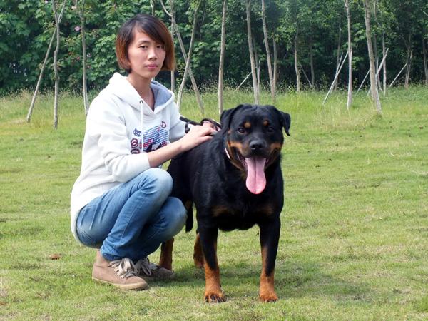 罗威纳幼犬怎么训练?新手朋友可以看过来