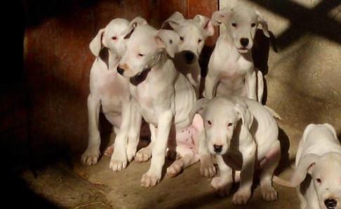 杜高犬吃什么长得壮？除了饮食还有这些