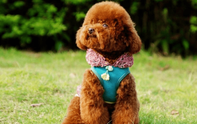 泰迪的饮食禁忌,这些东西一定要谨记