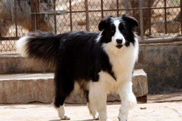 边境牧羊犬螨虫怎么治疗，这样的防治方法才靠谱