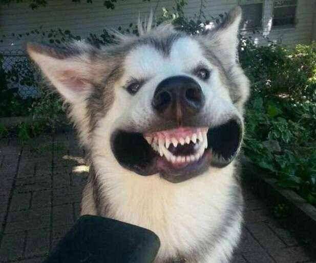 哈士奇搞笑图片，二哈称谓名不虚传