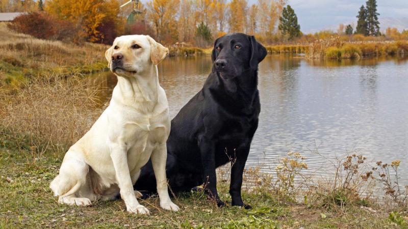 适合家养的大型犬,几种适合家养的大型犬
