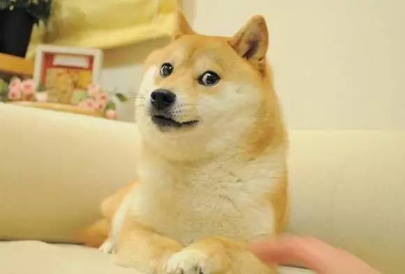 成年秋田犬多大,平均体重是在30公斤